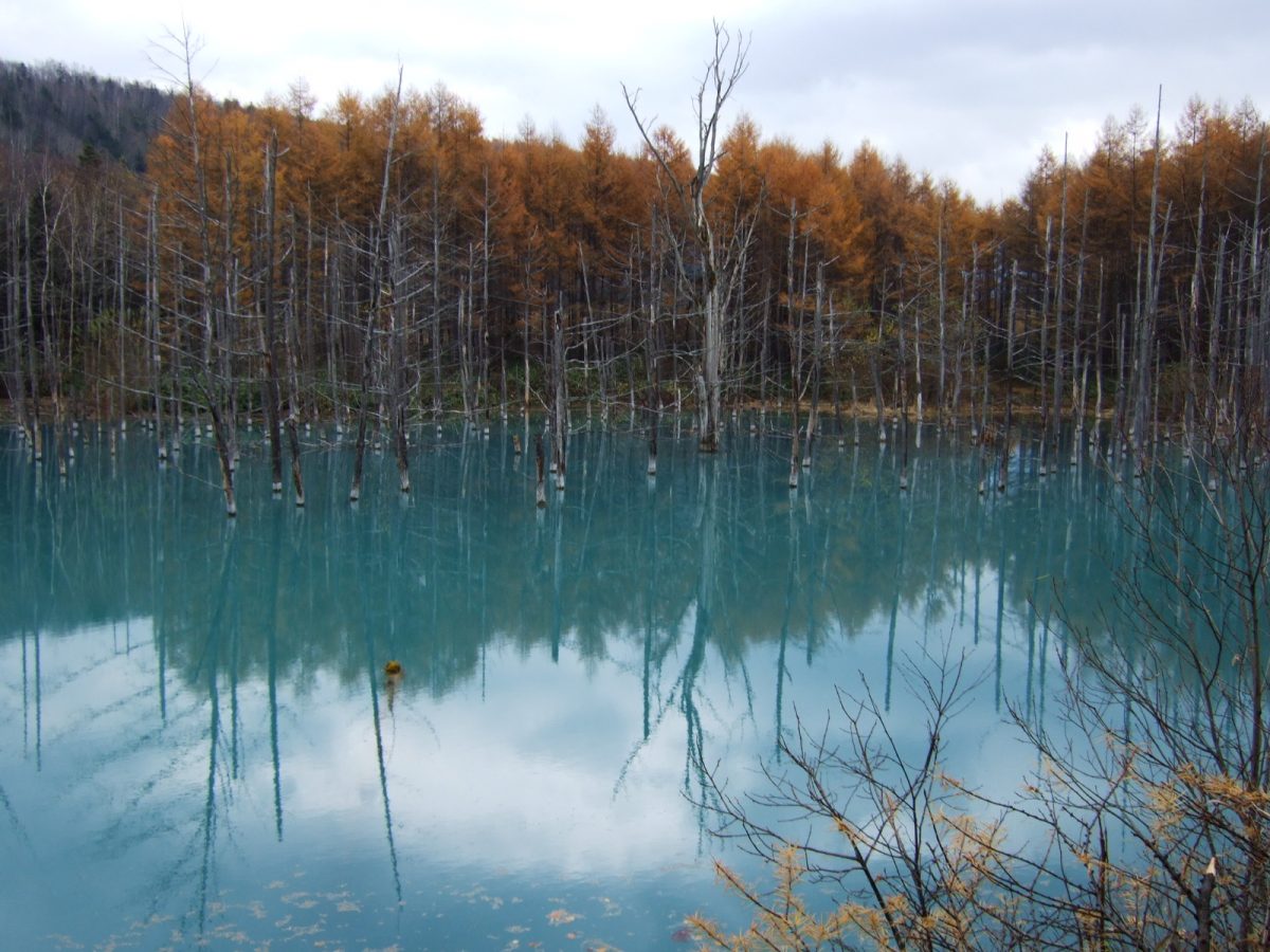 北海道美瑛青い池